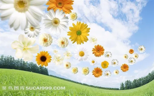 蓝天白云菊花草地环保背景
