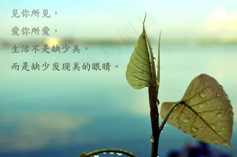 非主流文字控图片