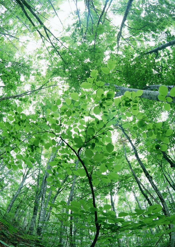 树木风景春天风景图片素材