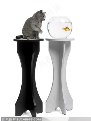 凝视鱼缸里的金鱼的灰色加菲猫