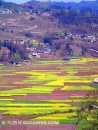 罗汉乡油菜花田园风景