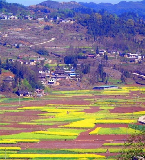 春天油菜花田园风光图片大全