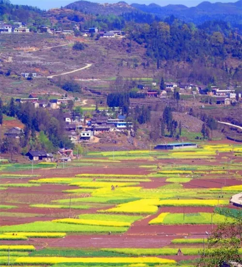 春天油菜花田园风光图片大全
