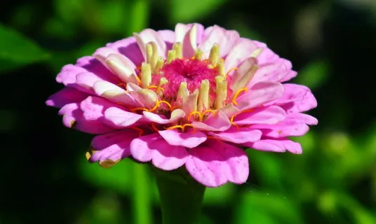 高清百日草摄影图片 高清百日草摄影图片