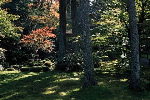 树林中草地上的红枫树 树林中草地上的红枫树
