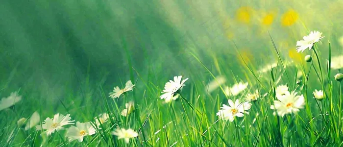 夏至夏天向阳菊花草地立夏小暑摄影图(1680x720)