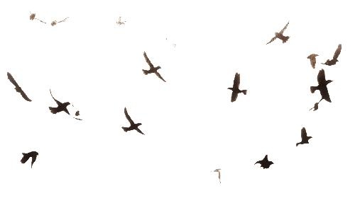 鸟 PNG免抠(500x297)