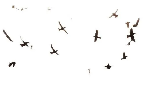 鸟 PNG免抠(500x297)