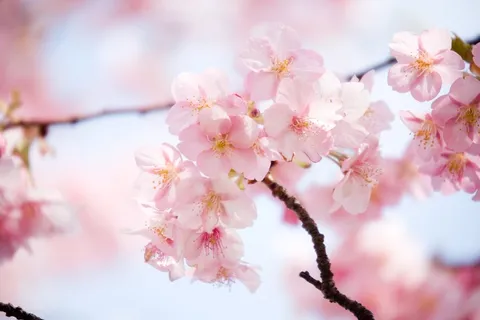 樱花节唯美的粉色樱花景色高清图片 樱花节唯美的粉色樱花景色高清图片