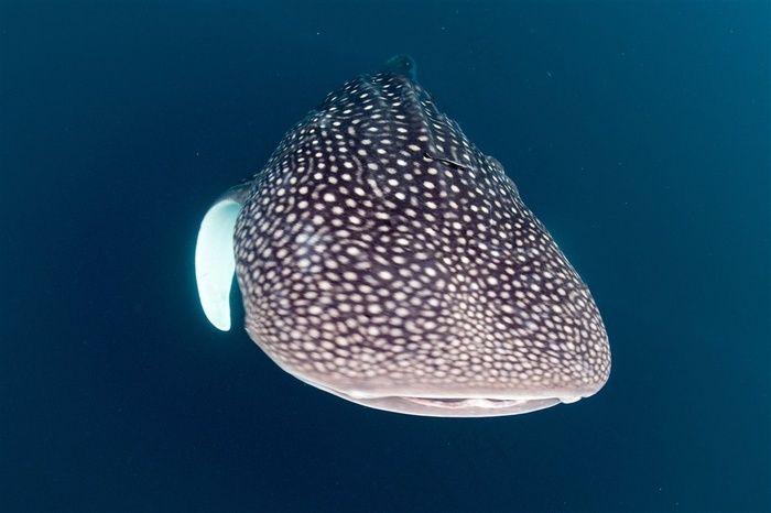 海洋生物近景