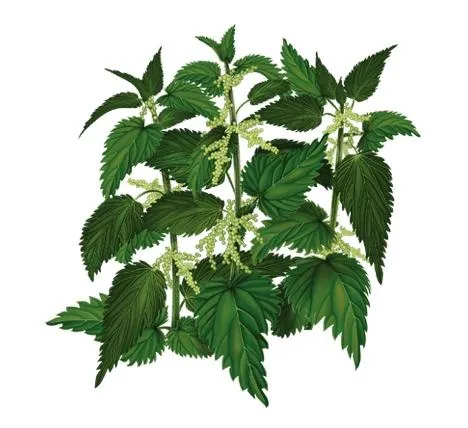 荨麻免抠(468x428)