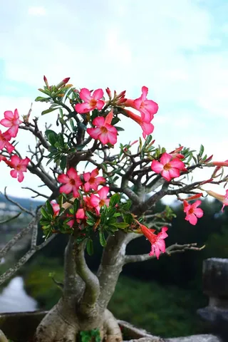 红色花盆景背景图