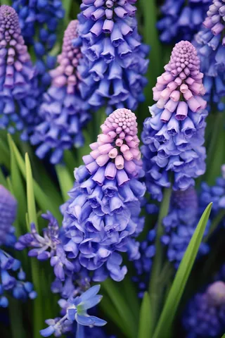 紫色葡萄花信子鲜花摄影图