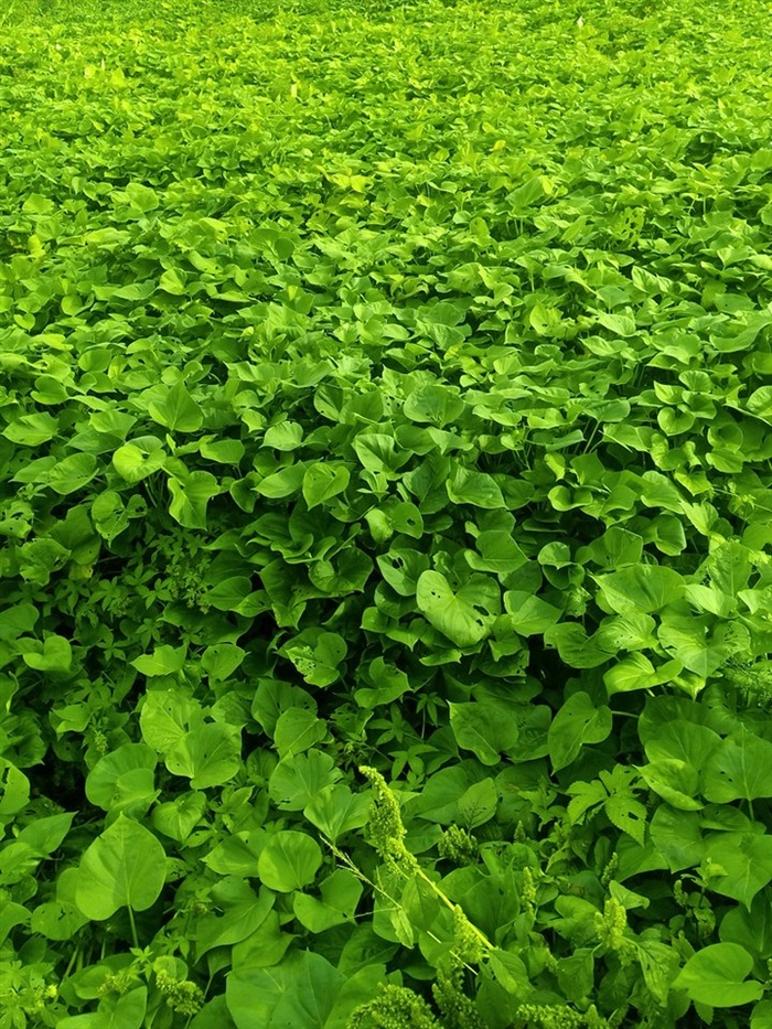 绿色农作物背景素材