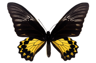 蝴蝶 彩蝶 花蝴蝶 动物 昆虫 免抠