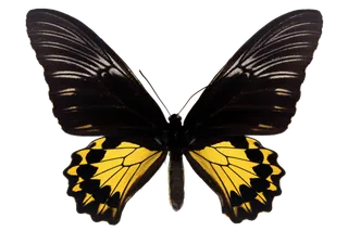 蝴蝶 彩蝶 花蝴蝶 动物 昆虫 免抠