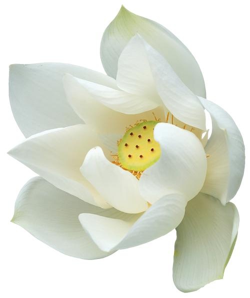 莲花 PNG免抠(500x595)
