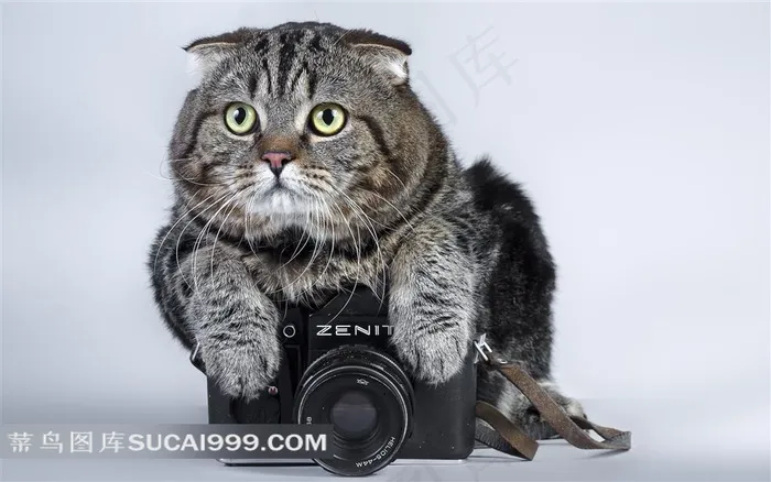 小猫抱Zenit相机图片