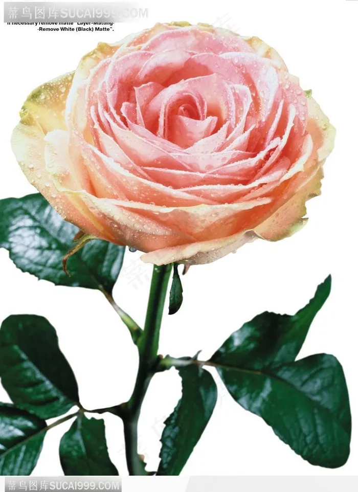 玫瑰花束-一束漂亮的粉色玫瑰