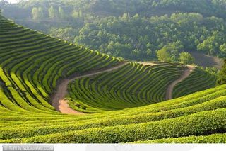 自然景致-连绵起伏的茶园