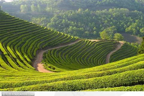 自然景致-连绵起伏的茶园 自然景致-连绵起伏的茶园