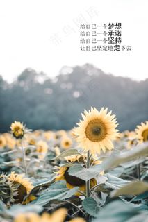 阳光唯美励志文字图片