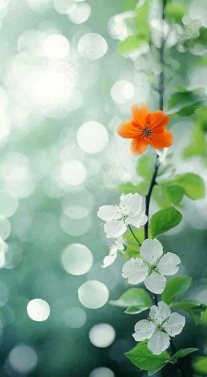 春天枝头上开满花朵，春分摄影图