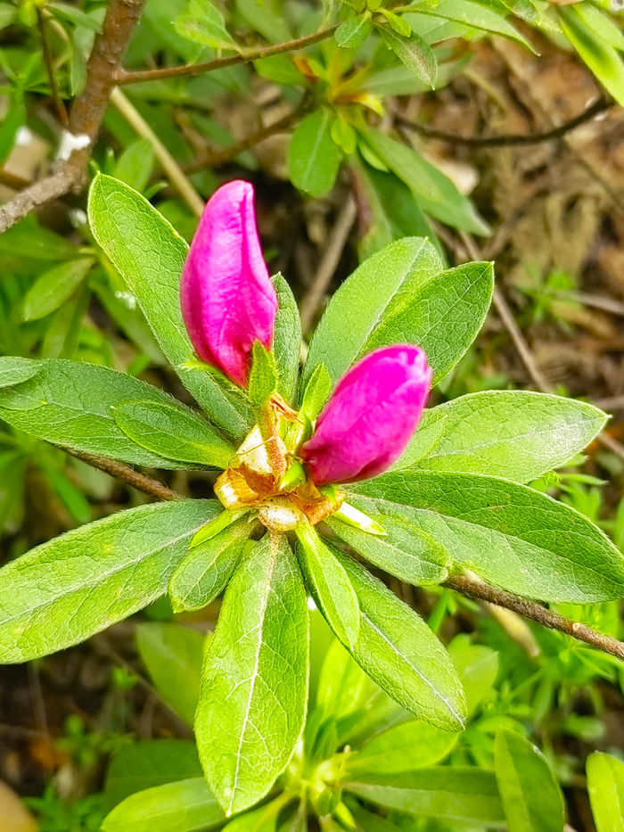 锦绣杜鹃花苞