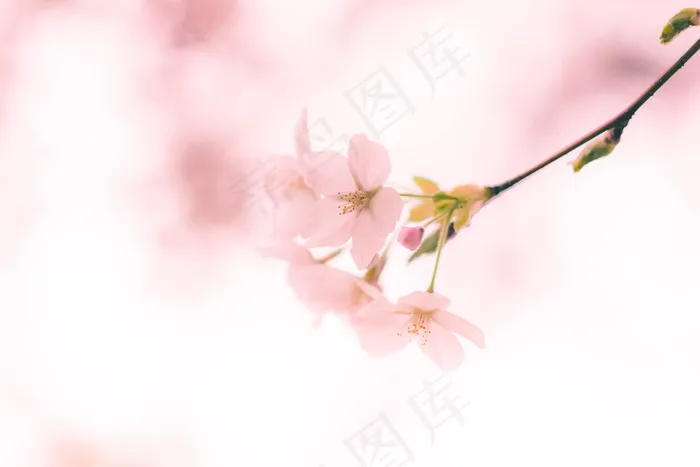 唯美樱花淡雅背景图片
