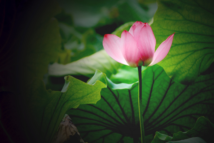 古典荷花素材图片下载