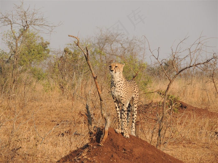 迅猛的猎豹图片