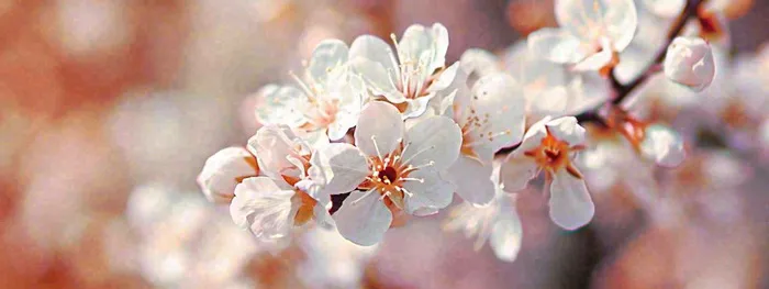 白色浪漫春季樱花花朵枝叶，立春惊蛰春分摄影图(1712x642)