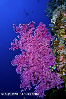 美丽海底珊瑚高清摄影大图 美丽海底珊瑚高清摄影大图