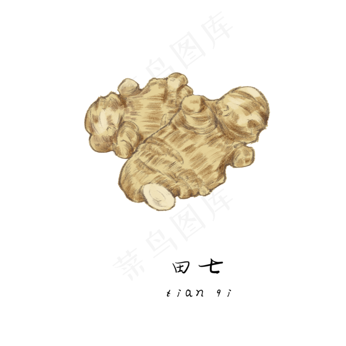 手绘草本中药药材田七