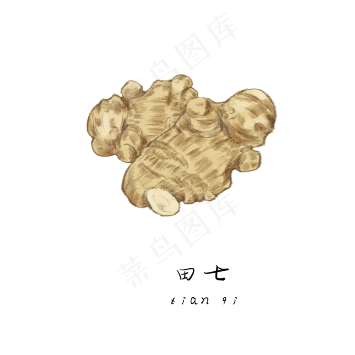 手绘草本中药药材田七