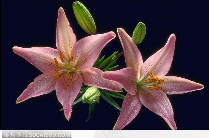 两朵粉红色的百合