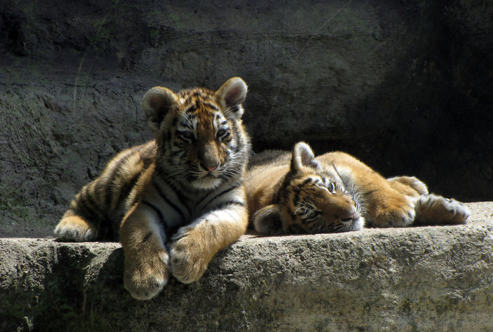 老虎动物园百兽之王虎王野生老虎动物