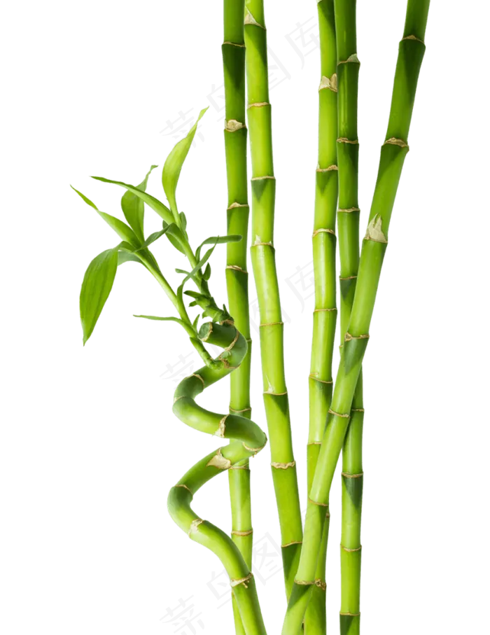 PNG 绿色竹子  