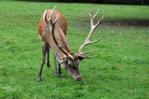 獐鹿草地吃草图片