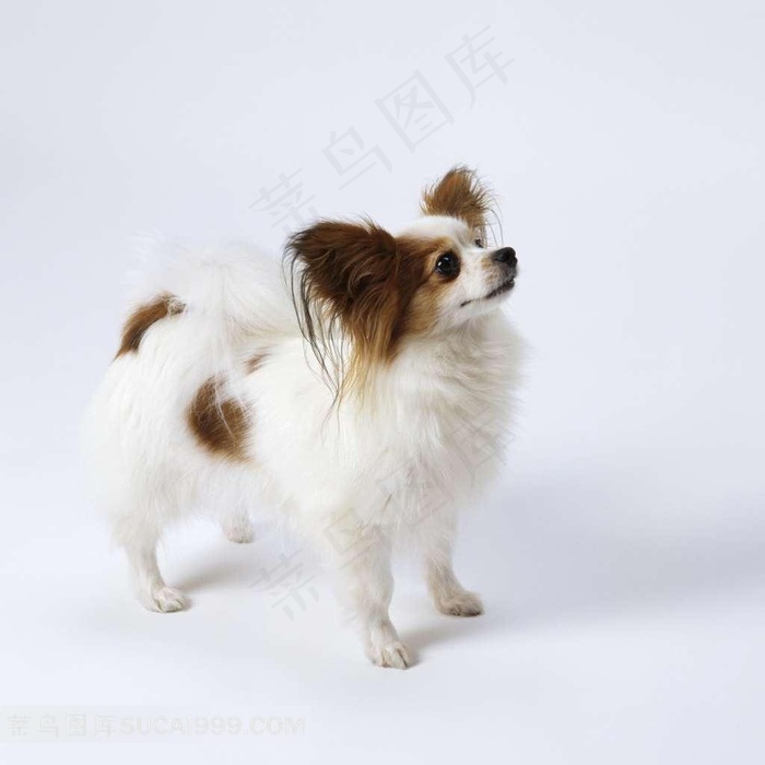 蝴蝶犬高清图片