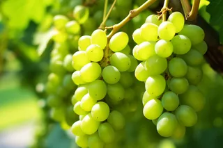 阳光下的青提葡萄架水果摄影图