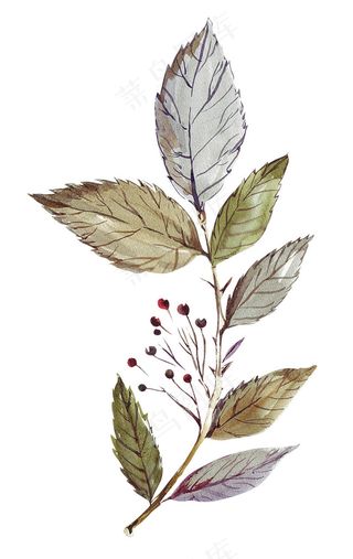 漂亮的手绘叶子