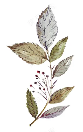 漂亮的手绘叶子