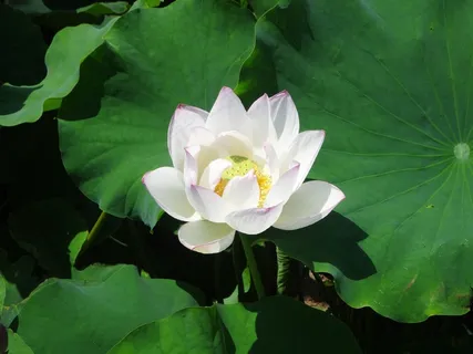 池塘白色莲花图片 池塘白色莲花图片