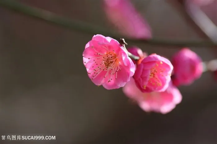 高清盛开的梅花鲜花图片