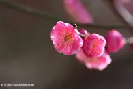 高清盛开的梅花鲜花图片