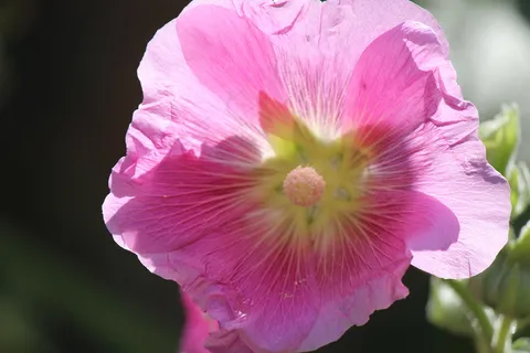 粉牵牛花图片 粉牵牛花图片