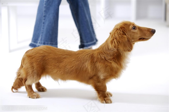 宠物女孩-漂亮的金色狗狗