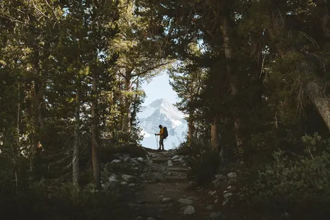 茂密树林山路图片 茂密树林山路图片