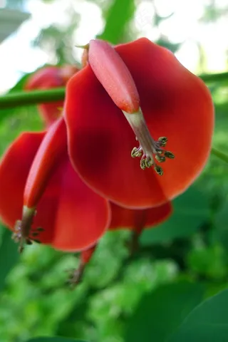 绿色背景中奇怪的红花